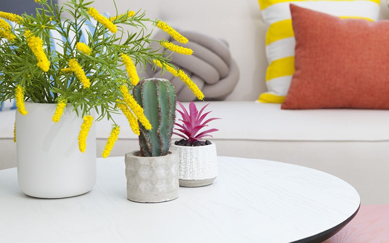 coffee table with potted plants