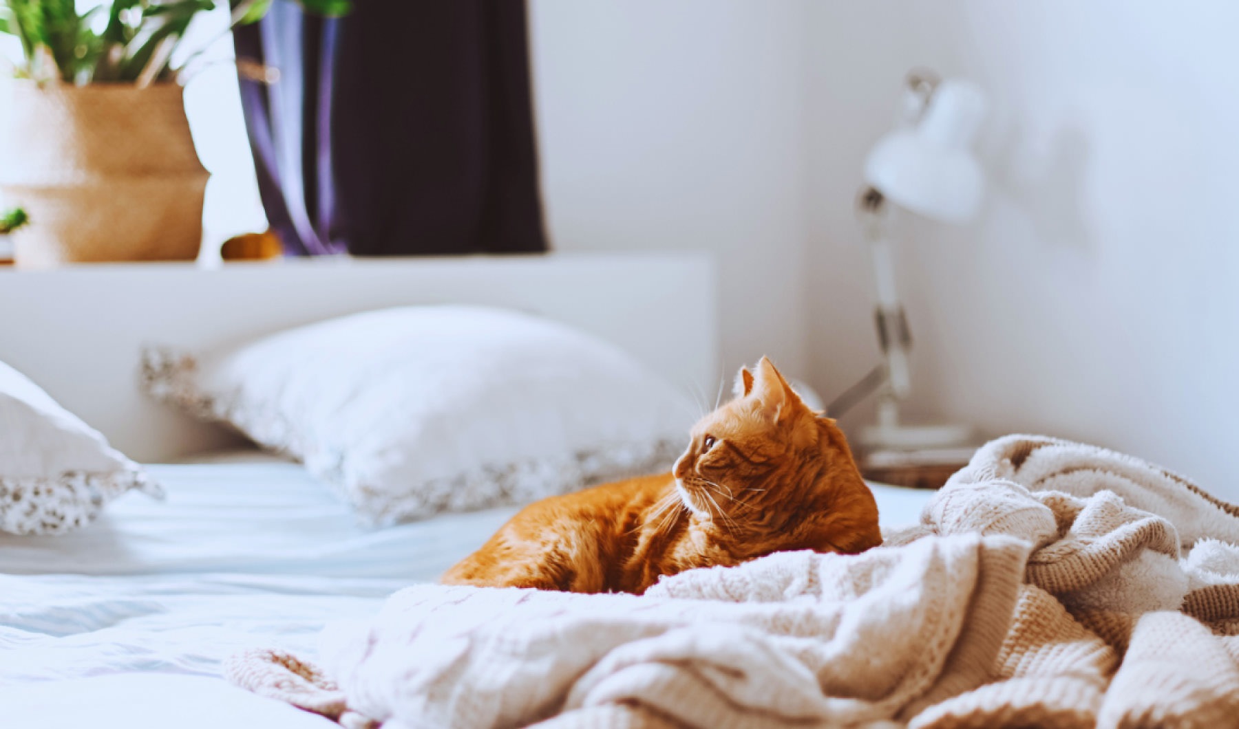 cat lying on a bed