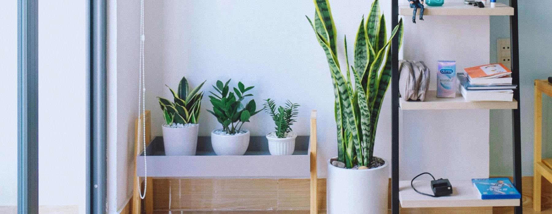 a room with shelves and plants